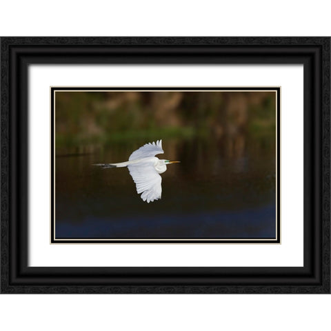 Great egret flying Venice rookery-Venice-Florida Black Ornate Wood Framed Art Print with Double Matting by Jones, Adam