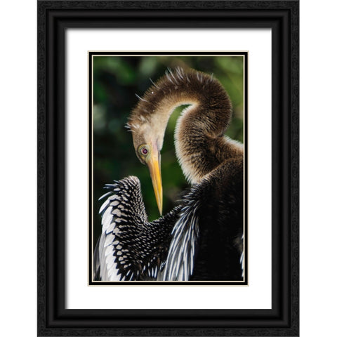Anhinga preening Florida Black Ornate Wood Framed Art Print with Double Matting by Jones, Adam