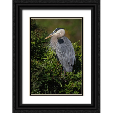 Great blue heron-Venice rookery-Venice-Florida Black Ornate Wood Framed Art Print with Double Matting by Jones, Adam