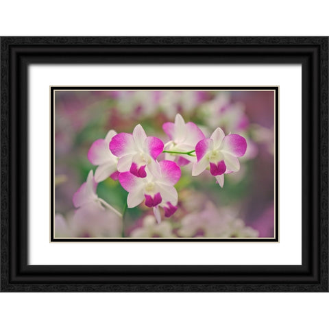 Hybrid Orchids Selby Gardens-Sarasota-Florida Black Ornate Wood Framed Art Print with Double Matting by Jones, Adam