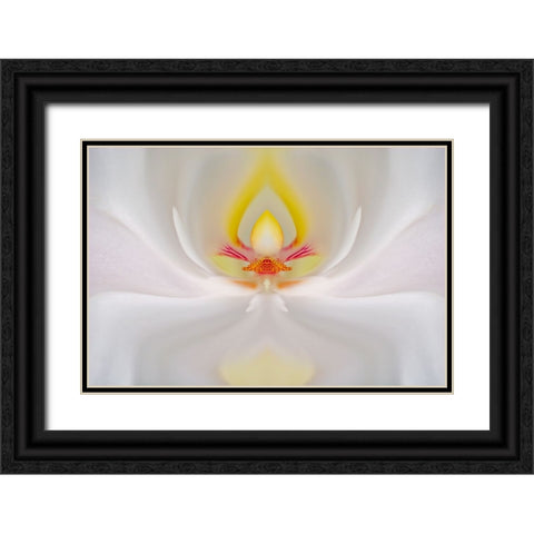 Abstract Hybrid Orchid Selby Gardens-Sarasota-Florida Black Ornate Wood Framed Art Print with Double Matting by Jones, Adam