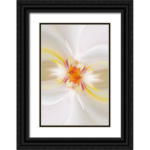 Hybrid Orchid Selby Gardens-Sarasota-Florida Black Ornate Wood Framed Art Print with Double Matting by Jones, Adam