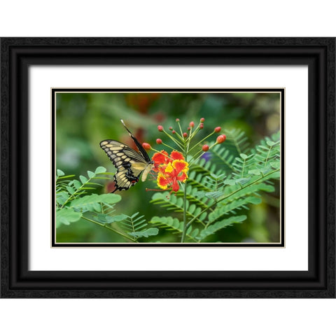Eastern tiger swallowtail-Florida Black Ornate Wood Framed Art Print with Double Matting by Jones, Adam