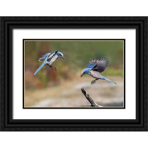 Florida scrub jay-Merritt Island National Wildlife Refuge-Florida Black Ornate Wood Framed Art Print with Double Matting by Jones, Adam