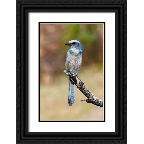 Florida scrub jay-Merritt Island National Wildlife Refuge-Florida Black Ornate Wood Framed Art Print with Double Matting by Jones, Adam