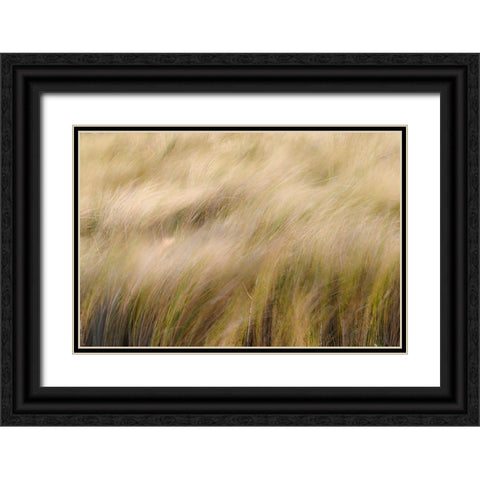 Abstract view of grasses blowing in the wind-Merritt Island National Wildlife Refuge-Florida Black Ornate Wood Framed Art Print with Double Matting by Jones, Adam