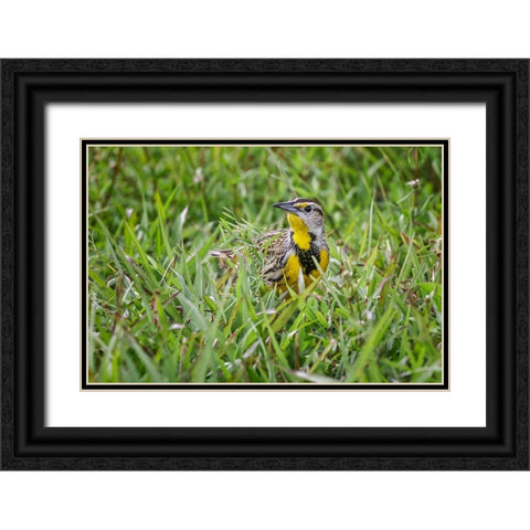 Eastern meadowlark on the ground in grass-Florida Black Ornate Wood Framed Art Print with Double Matting by Jones, Adam