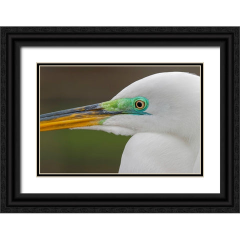 Male Great egret in breeding plumage-Merritt Island National Wildlife Refuge-Florida Black Ornate Wood Framed Art Print with Double Matting by Jones, Adam