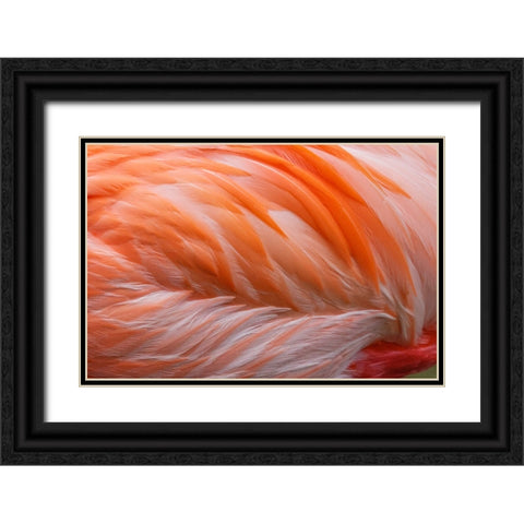 Pink feather pattern on back of flamingo-Florida Black Ornate Wood Framed Art Print with Double Matting by Jones, Adam