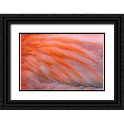 Pink feather pattern on back of flamingo-Florida Black Ornate Wood Framed Art Print with Double Matting by Jones, Adam