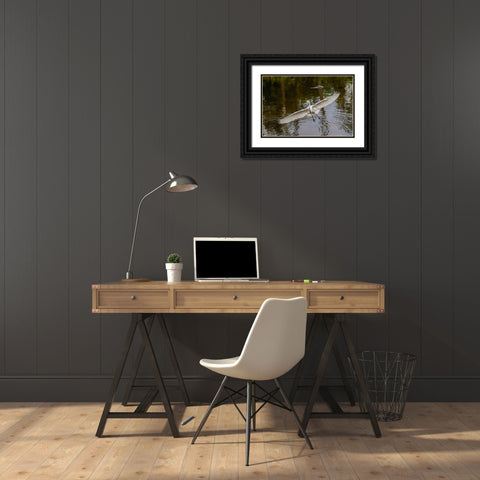 Male Great egret flying-Merritt Island National Wildlife Refuge-Florida Black Ornate Wood Framed Art Print with Double Matting by Jones, Adam