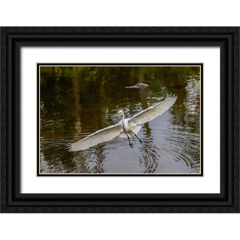 Male Great egret flying-Merritt Island National Wildlife Refuge-Florida Black Ornate Wood Framed Art Print with Double Matting by Jones, Adam