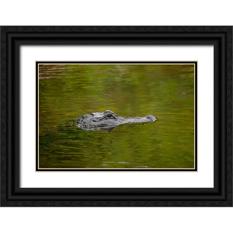 American alligator-Merritt Island National Wildlife Refuge-Florida Black Ornate Wood Framed Art Print with Double Matting by Jones, Adam