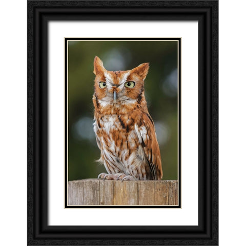 Eastern screech owl-Florida Black Ornate Wood Framed Art Print with Double Matting by Jones, Adam