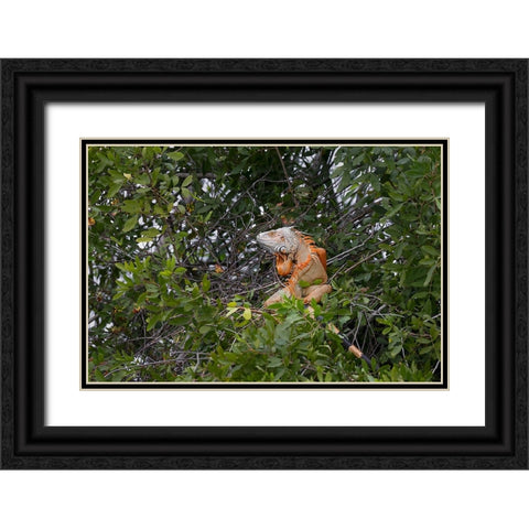 Large Green iguana-an invasive species in Florida Black Ornate Wood Framed Art Print with Double Matting by Jones, Adam