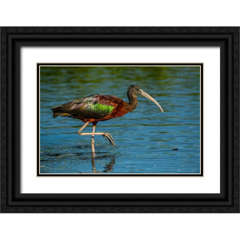 USA-Florida-Sarasota-Myakka River State Park-Glossy Ibis Black Ornate Wood Framed Art Print with Double Matting by Friel, Bernard