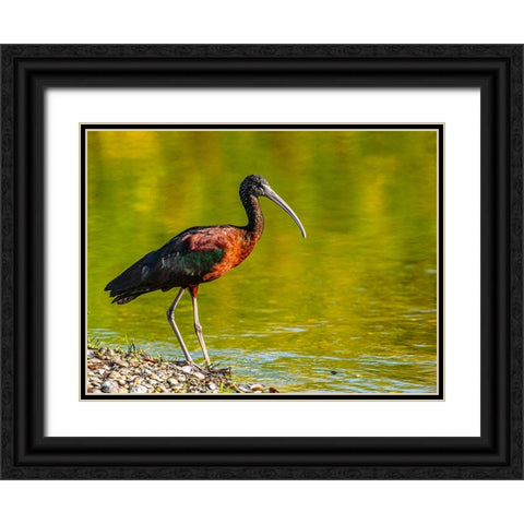 USA-Florida-Sarasota-Myakka River State Park-Glossy Ibis Black Ornate Wood Framed Art Print with Double Matting by Friel, Bernard