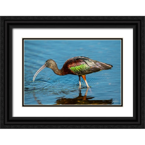 USA-Florida-Sarasota-Myakka River State Park-Glossy Ibis Black Ornate Wood Framed Art Print with Double Matting by Friel, Bernard