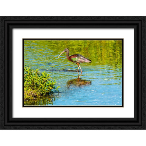 USA-Florida-Sarasota-Myakka River State Park-Wading Bird-Feeding-Glossy Ibis Black Ornate Wood Framed Art Print with Double Matting by Friel, Bernard