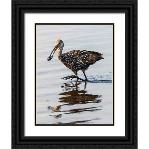 USA-Florida-Sarasota-Myakka River State Park-Limpkin Feeding on Apple Snail Black Ornate Wood Framed Art Print with Double Matting by Friel, Bernard