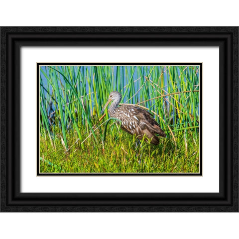 USA-Florida-Sarasota-Myakka River State Park-Limpkin Black Ornate Wood Framed Art Print with Double Matting by Friel, Bernard
