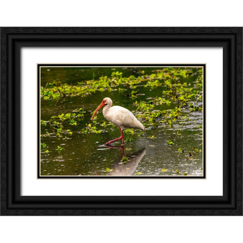 USA-Florida-Sarasota-Myakka River State Park-White Ibis Black Ornate Wood Framed Art Print with Double Matting by Friel, Bernard
