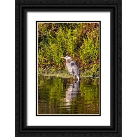 USA-Florida-Celebration-A grey heron enjoying the morning sun Black Ornate Wood Framed Art Print with Double Matting by Looney, Hollice