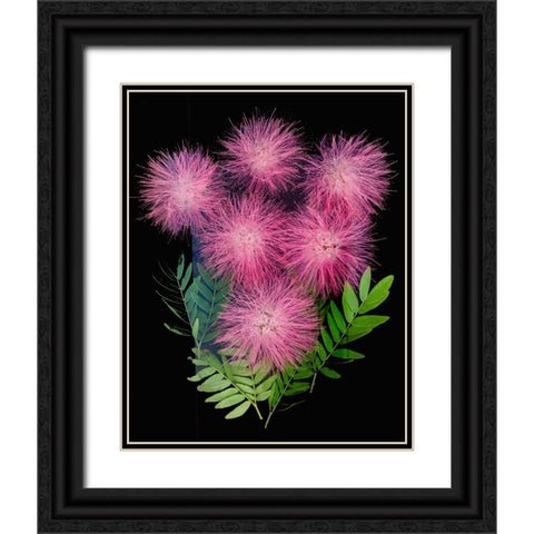 USA-Florida-Celebration-A bouquet of pink powderpuff flowers Black Ornate Wood Framed Art Print with Double Matting by Looney, Hollice