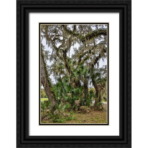 USA-Florida-Sarasota-Myakka River State Park Black Ornate Wood Framed Art Print with Double Matting by Looney, Hollice