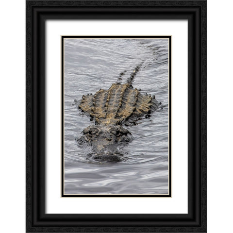 USA-Florida-Sarasota-An Alligator at Myakka River State Park Black Ornate Wood Framed Art Print with Double Matting by Looney, Hollice