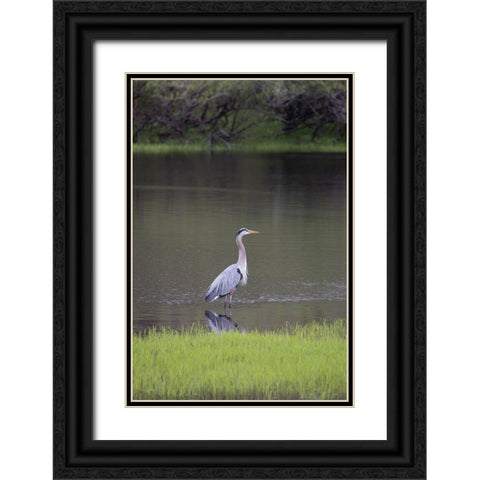USA-Florida-Sarasota-A grey heron at Myakka River State Park Black Ornate Wood Framed Art Print with Double Matting by Looney, Hollice