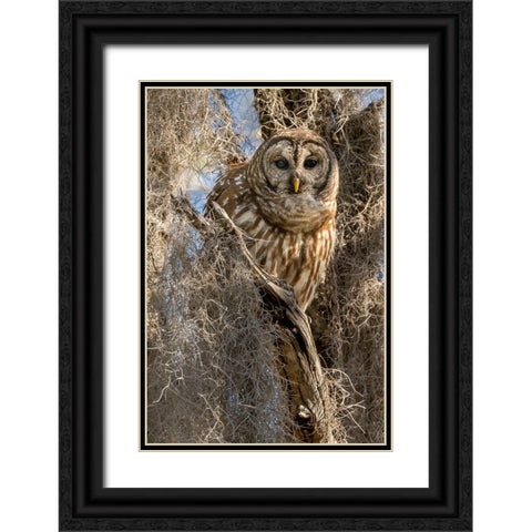 Barred owl- aka hoot owl in tree- Florida- USA Black Ornate Wood Framed Art Print with Double Matting by McDonald, Joe and Maryann