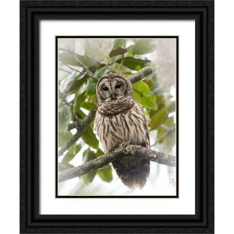 Barred owl- aka hoot owl in tree- Florida- USA Black Ornate Wood Framed Art Print with Double Matting by McDonald, Joe and Maryann