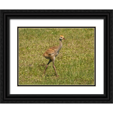Florida sandhill crane colt- Florida- USA Black Ornate Wood Framed Art Print with Double Matting by McDonald, Joe and Maryann