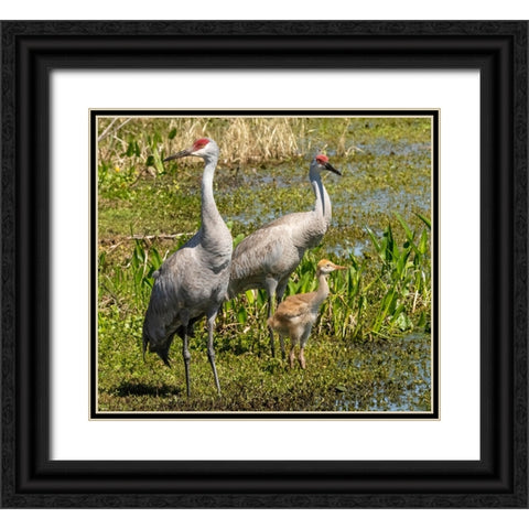 Florida sandhill crane adult with colt- Florida- USA Black Ornate Wood Framed Art Print with Double Matting by McDonald, Joe and Maryann