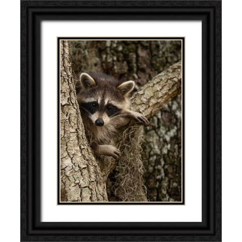 Raccoon- Florida- USA Black Ornate Wood Framed Art Print with Double Matting by McDonald, Joe and Maryann