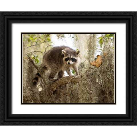 Raccoon- Florida- USA Black Ornate Wood Framed Art Print with Double Matting by McDonald, Joe and Maryann