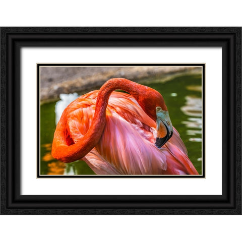 Colorful American Caribbean Flamingo-Florida Black Ornate Wood Framed Art Print with Double Matting by Perry, William