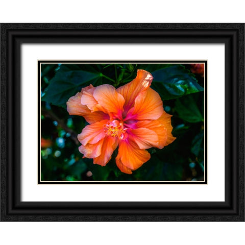 Tropical hibiscus flowers-Florida-Tropical hibiscus has many varieties Black Ornate Wood Framed Art Print with Double Matting by Perry, William
