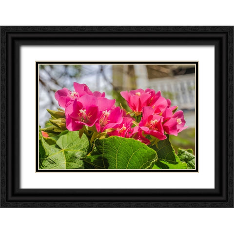 Pinkball hydrangea- Key West- Florida. Black Ornate Wood Framed Art Print with Double Matting by Perry, William