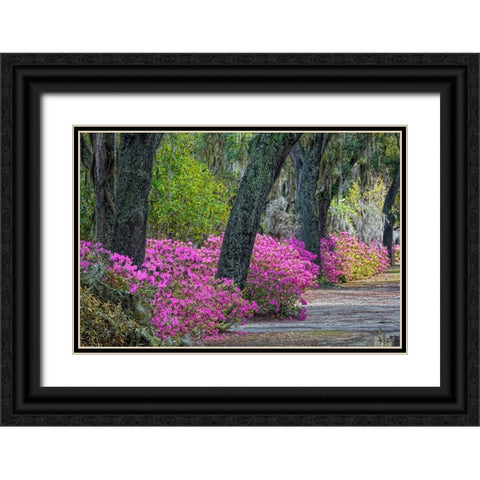 Rural road with azaleas and live oaks lining roadway-Bonaventure Cemetery-Savannah-Georgia Black Ornate Wood Framed Art Print with Double Matting by Jones, Adam