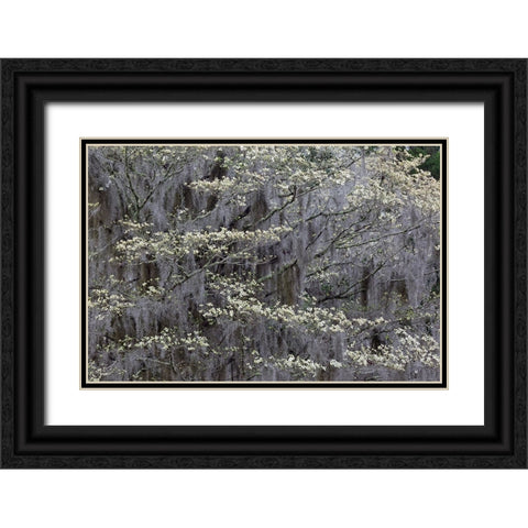 Flowering dogwood trees in full bloom in spring-Bonaventure Cemetery-Savannah-Georgia Black Ornate Wood Framed Art Print with Double Matting by Jones, Adam