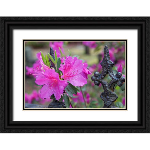 Iron fence and azaleas in full bloom-Bonaventure Cemetery-Savannah-Georgia Black Ornate Wood Framed Art Print with Double Matting by Jones, Adam