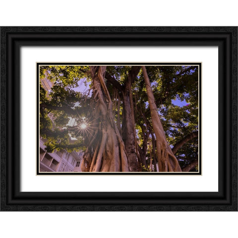 Majestic old Banyan tree with sunstar-Waikiki-Oahu-Hawaii Black Ornate Wood Framed Art Print with Double Matting by Norring, Tom