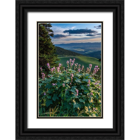 USA-Idaho-Mountain Globemallow and view of Teton Valley Black Ornate Wood Framed Art Print with Double Matting by Garber, Howie