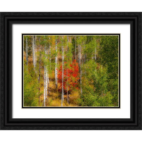 USA-Idaho-Highway 36 west of Liberty and hillsides covered with Canyon Maple and Aspens in autumn Black Ornate Wood Framed Art Print with Double Matting by Gulin, Sylvia