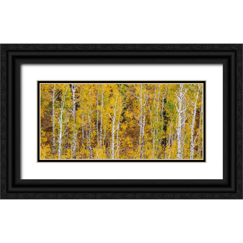 USA-Idaho-Highway 36 west of Liberty and hillsides covered with Aspens in autumn panorama Black Ornate Wood Framed Art Print with Double Matting by Gulin, Sylvia