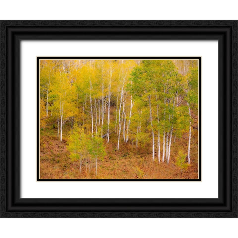 USA-Idaho-Highway 36 west of Liberty and hillsides covered with Aspens in autumn Black Ornate Wood Framed Art Print with Double Matting by Gulin, Sylvia