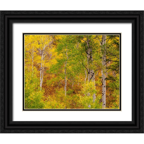USA-Idaho-Highway 36 west of Liberty and hillsides covered with Aspens in autumn Black Ornate Wood Framed Art Print with Double Matting by Gulin, Sylvia
