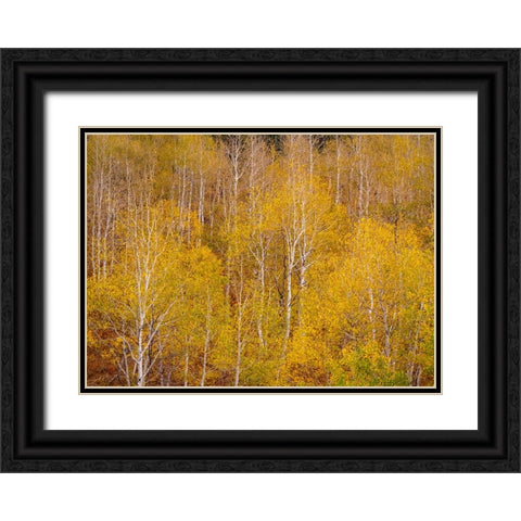 USA-Idaho-Highway 36 west of Liberty and hillsides covered with Aspens in autumn Black Ornate Wood Framed Art Print with Double Matting by Gulin, Sylvia